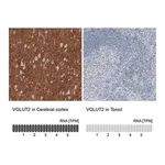 Merck Monoclonal Anti-VGLUT2 antibody produced in mouse