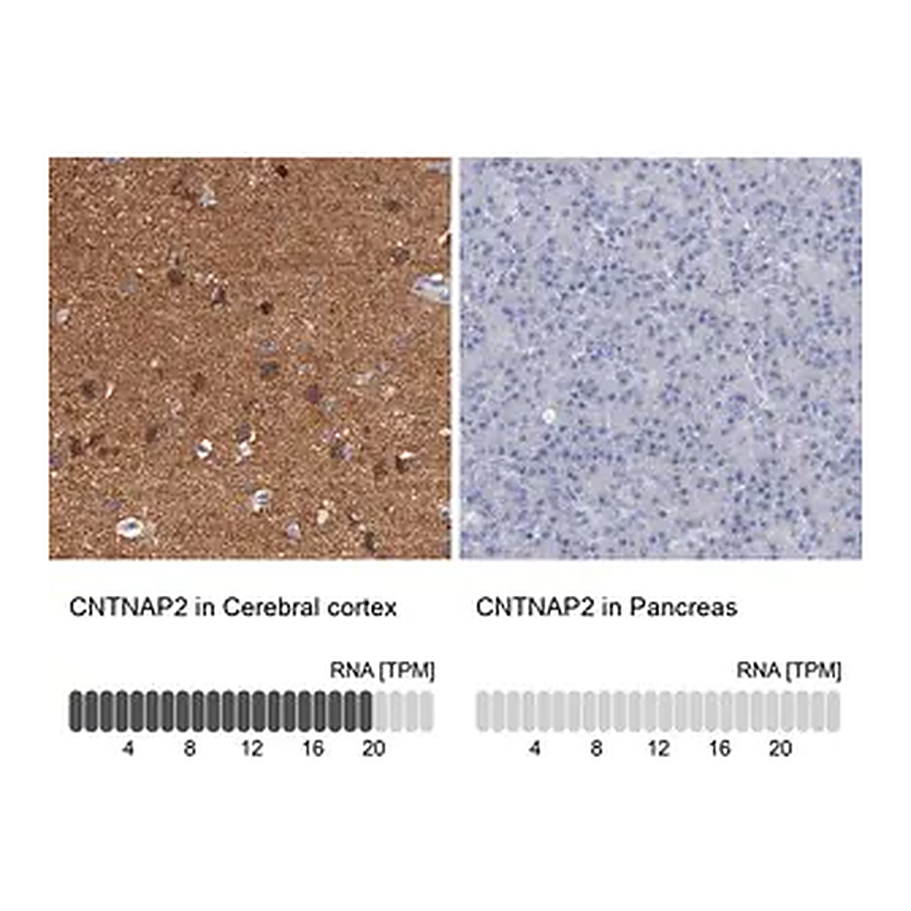 Merck Anti-CNTNAP2 antibody produced in rabbit