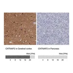 Merck Anti-CNTNAP2 antibody produced in rabbit