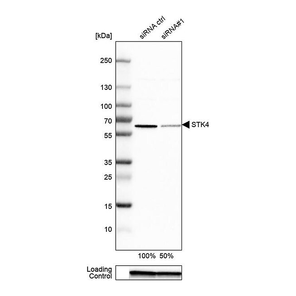 Merck Anti-STK4 antibody produced in rabbit