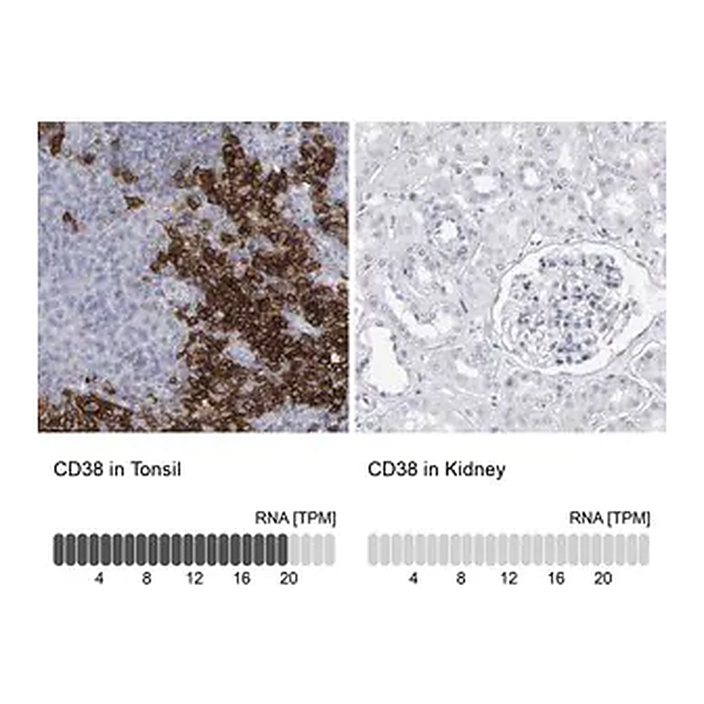 Merck Anti-CD38 antibody produced in rabbit