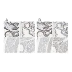 Merck Anti-B4GALT1 antibody produced in rabbit