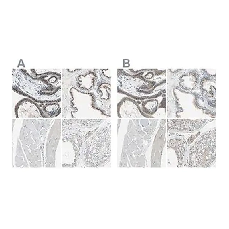 Merck Anti-B4GALT1 antibody produced in rabbit