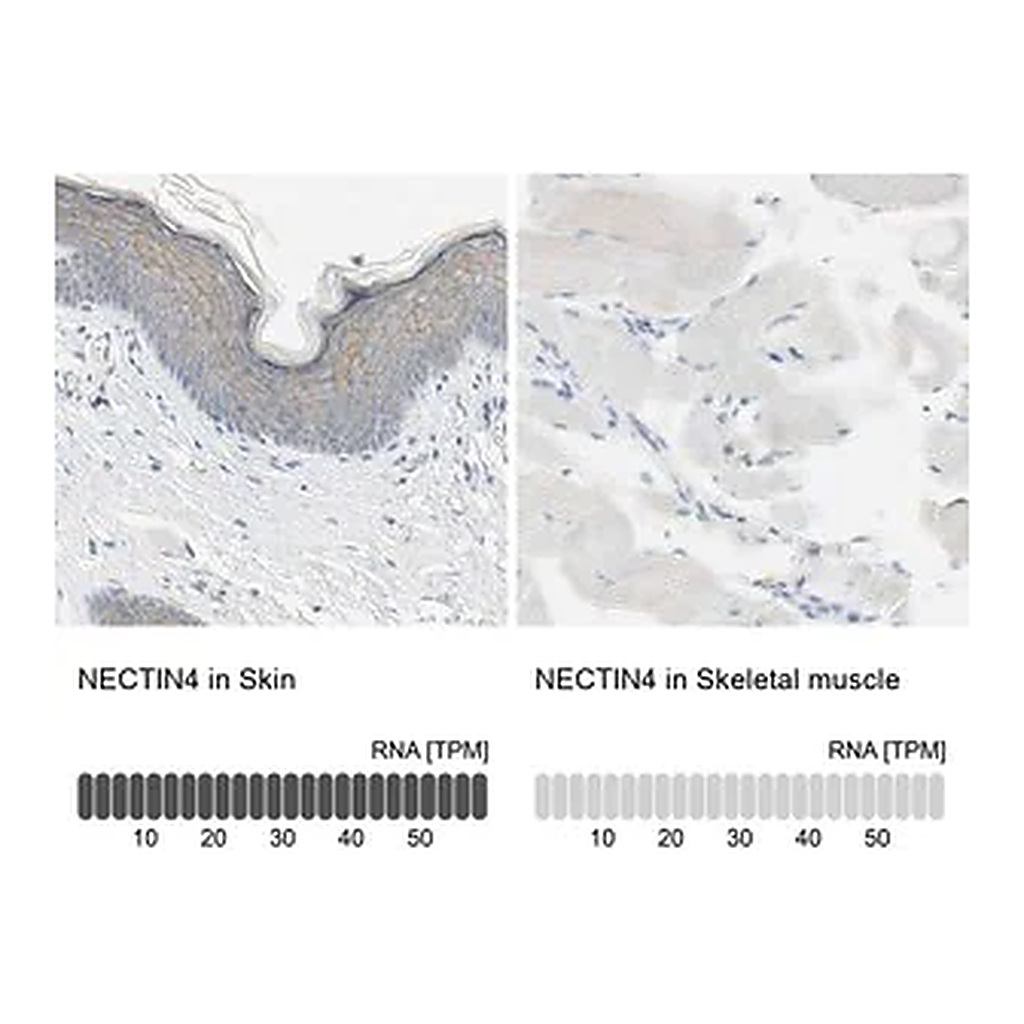 Merck Anti-NECTIN4 antibody produced in rabbit