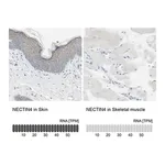 Merck Anti-NECTIN4 antibody produced in rabbit