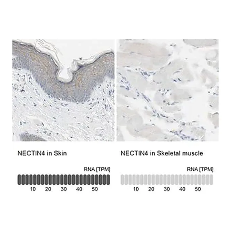 Merck Anti-NECTIN4 antibody produced in rabbit