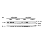 Merck Anti-STIM1 (N-terminal) antibody produced in rabbit