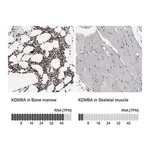 Merck ANTI-KDM6A antibody produced in rabbit