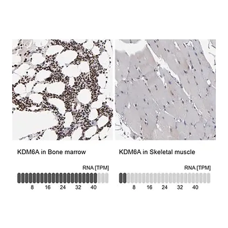 Merck ANTI-KDM6A antibody produced in rabbit