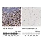 Merck Anti-HMOX1 antibody produced in rabbit