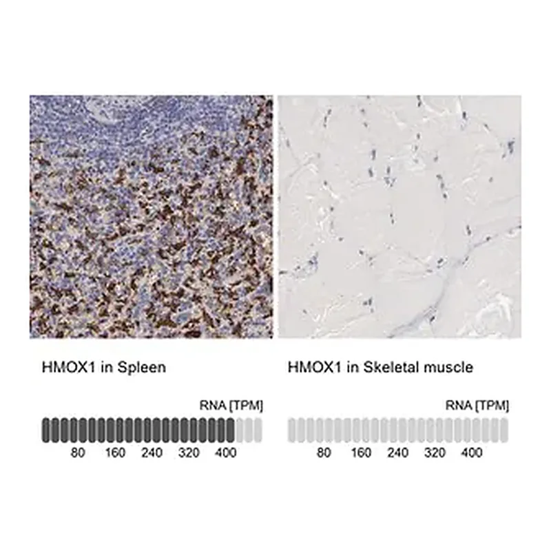 Merck Anti-HMOX1 antibody produced in rabbit