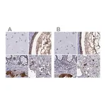 Merck Anti-SERPINA3 antibody produced in rabbit