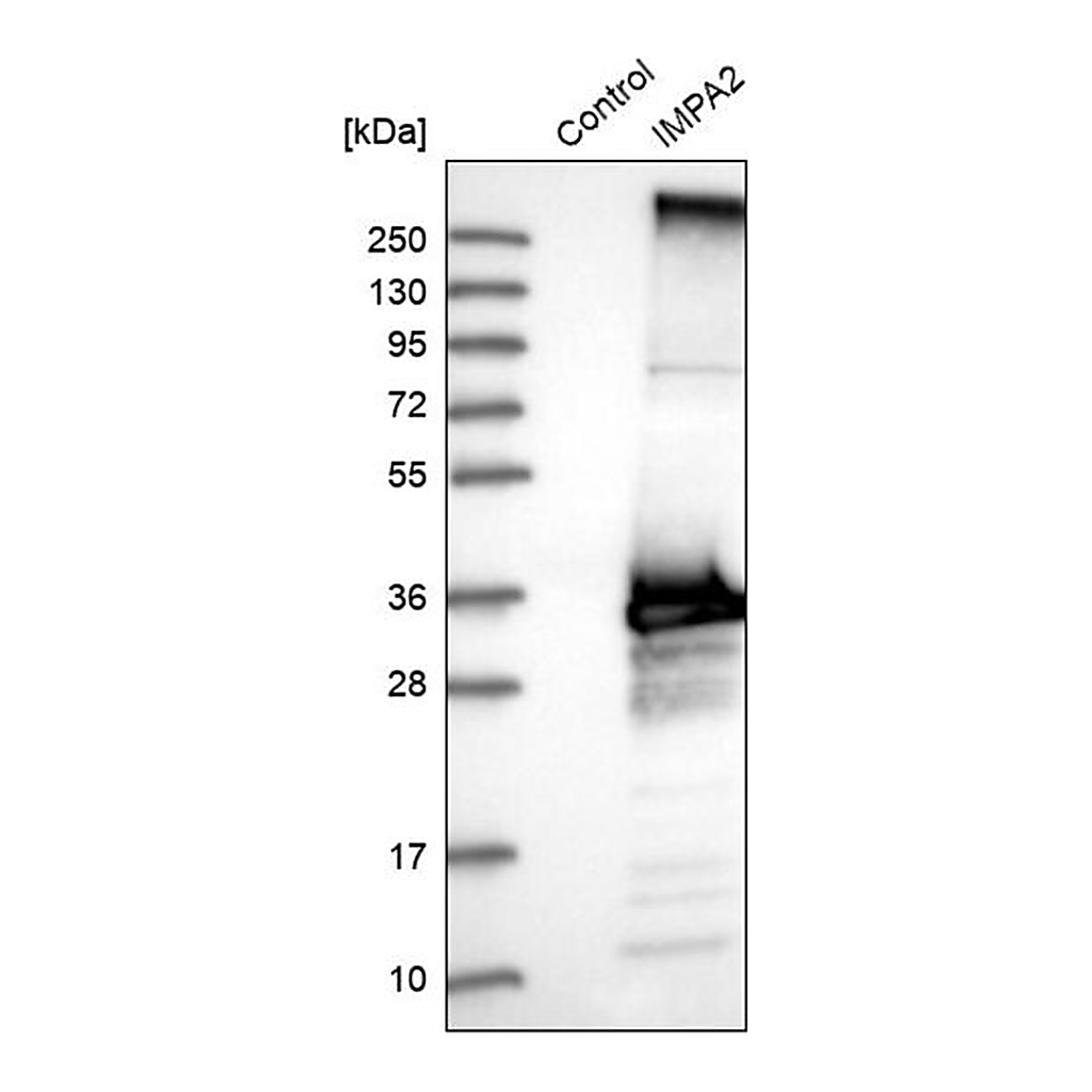 Merck Anti-IMPA2 antibody produced in rabbit