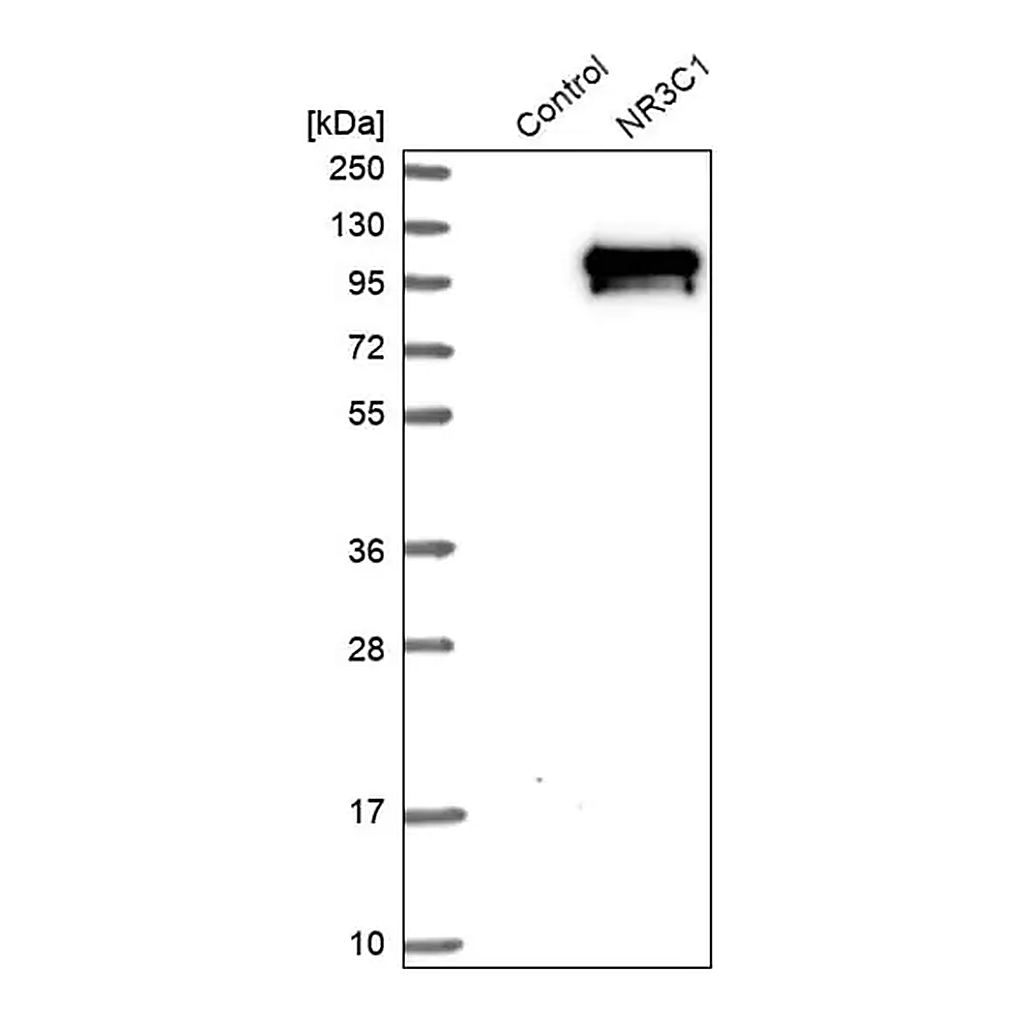 Merck Anti-NR3C1 antibody produced in rabbit
