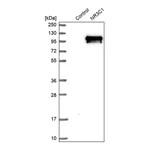 Merck Anti-NR3C1 antibody produced in rabbit