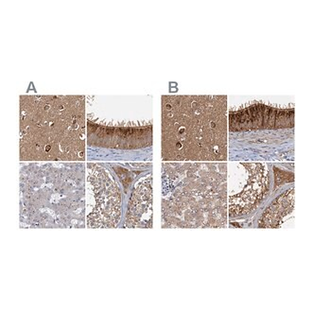 Merck Anti-TOLLIP antibody produced in rabbit