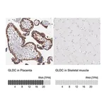 Merck Anti-GLDC antibody produced in rabbit