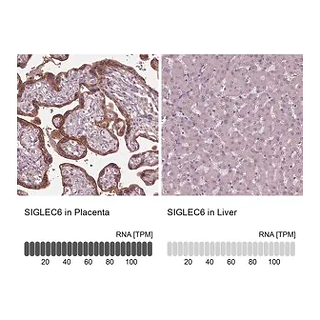 Merck Anti-SIGLEC6 antibody produced in rabbit