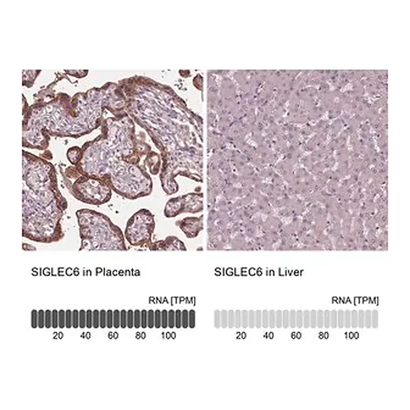 Merck Anti-SIGLEC6 antibody produced in rabbit