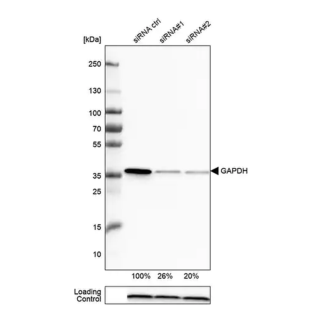 Merck Monoclonal Anti-GAPDH antibody produced in mouse