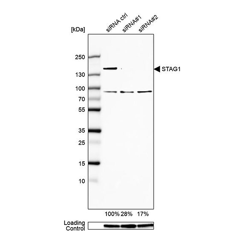 Merck Anti-STAG1 antibody produced in rabbit