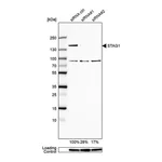 Merck Anti-STAG1 antibody produced in rabbit