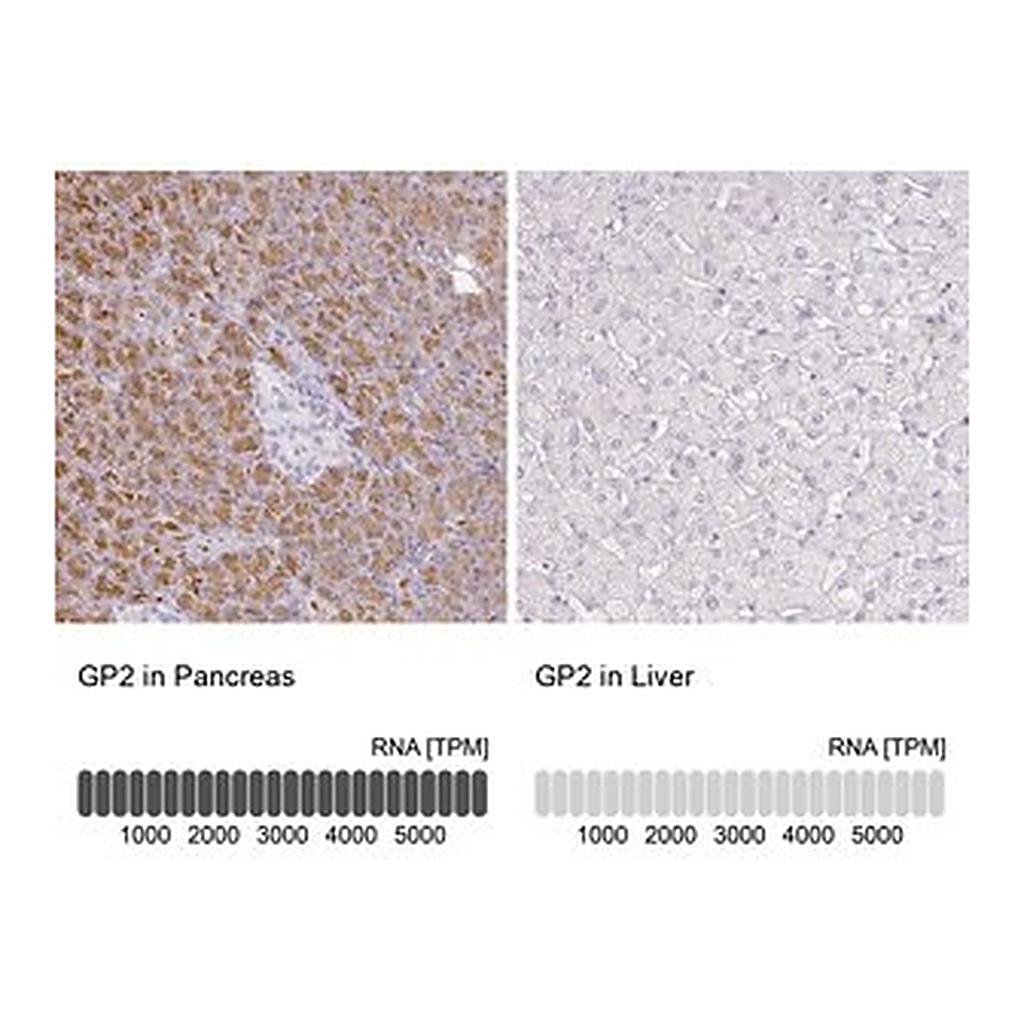 Merck Anti-GP2 antibody produced in rabbit