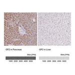 Merck Anti-GP2 antibody produced in rabbit
