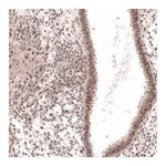 Merck Anti-MGA antibody produced in rabbit