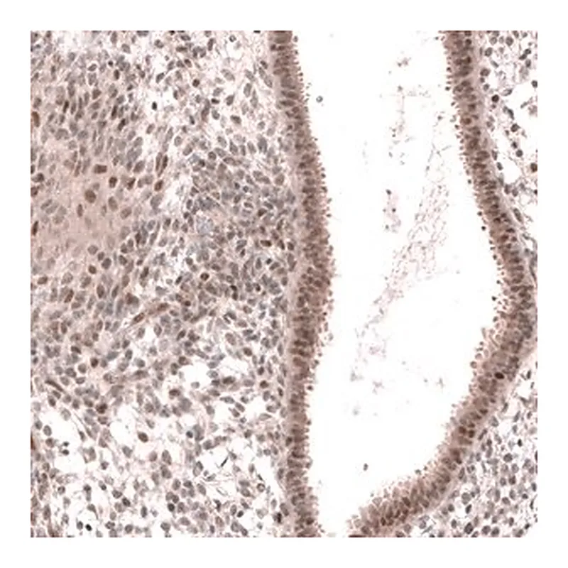 Merck Anti-MGA antibody produced in rabbit
