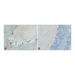 Merck Anti-Myosin Va (LF-18) antibody produced in rabbit