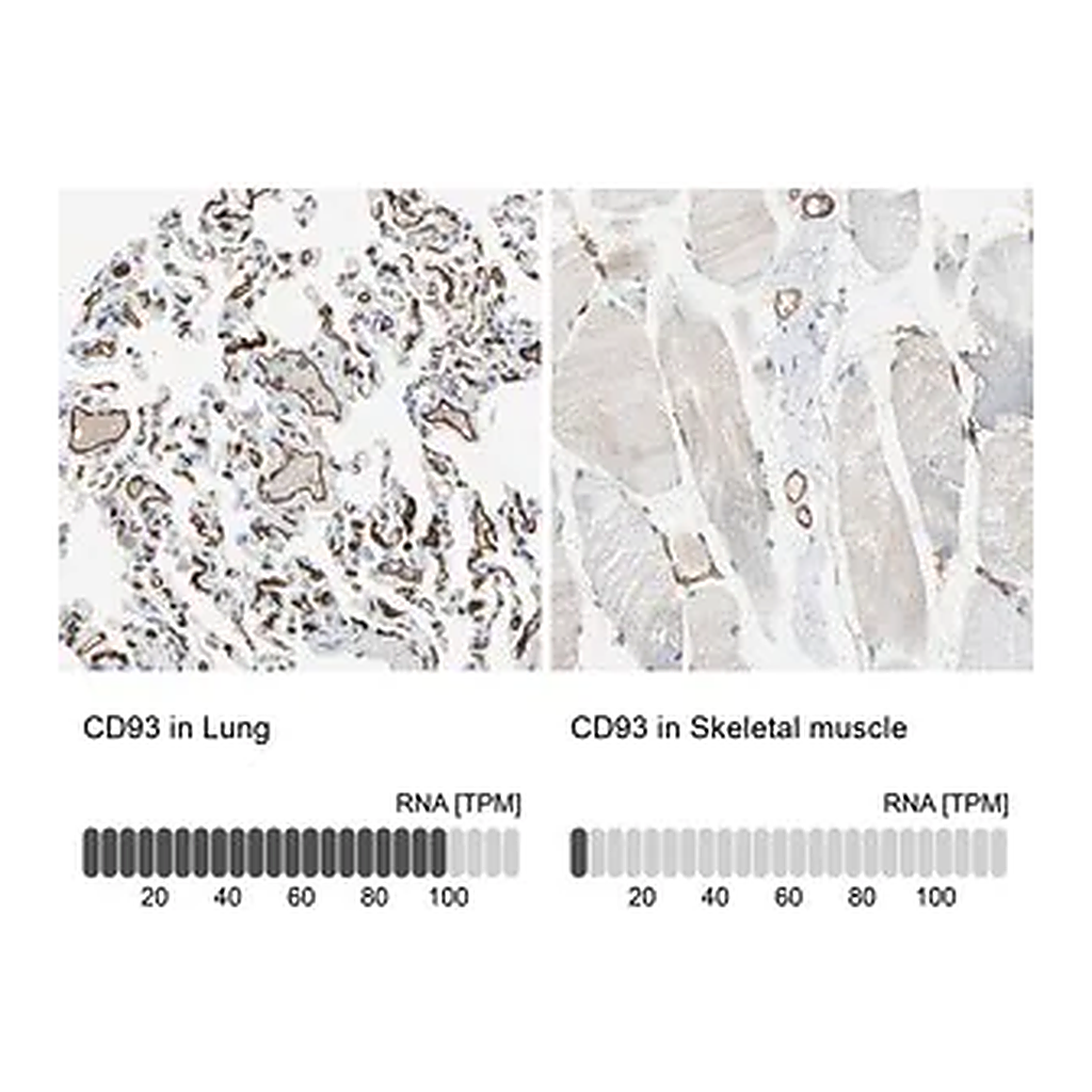 Merck Anti-CD93 antibody produced in rabbit