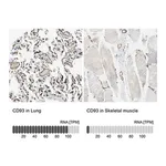 Merck Anti-CD93 antibody produced in rabbit