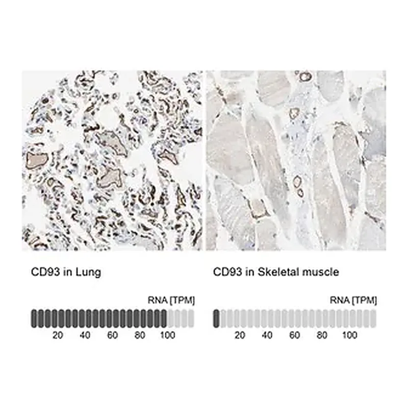 Merck Anti-CD93 antibody produced in rabbit