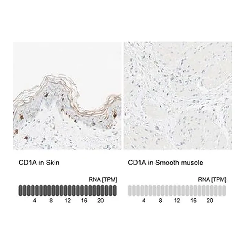Merck Anti-CD1A antibody produced in rabbit