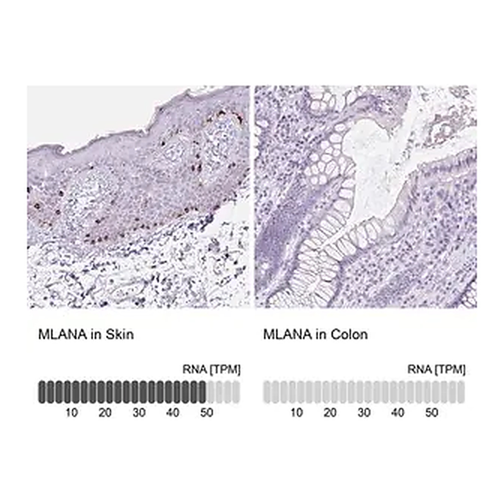 Merck Anti-MLANA antibody produced in rabbit