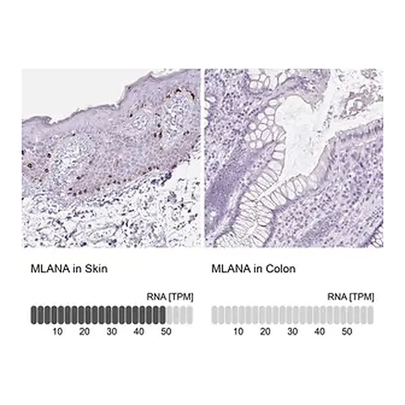 Merck Anti-MLANA antibody produced in rabbit