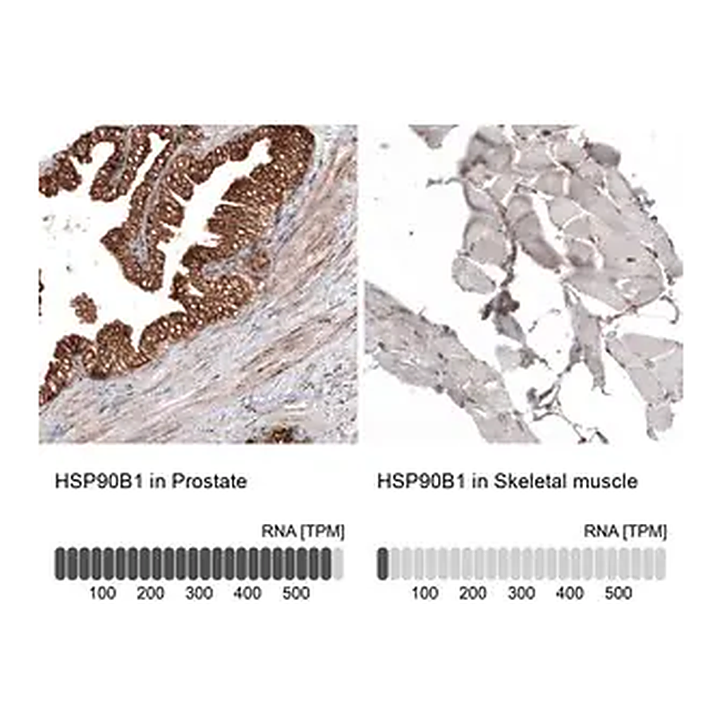Merck Monoclonal Anti-HSP90B1 antibody produced in mouse
