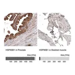 Merck Monoclonal Anti-HSP90B1 antibody produced in mouse