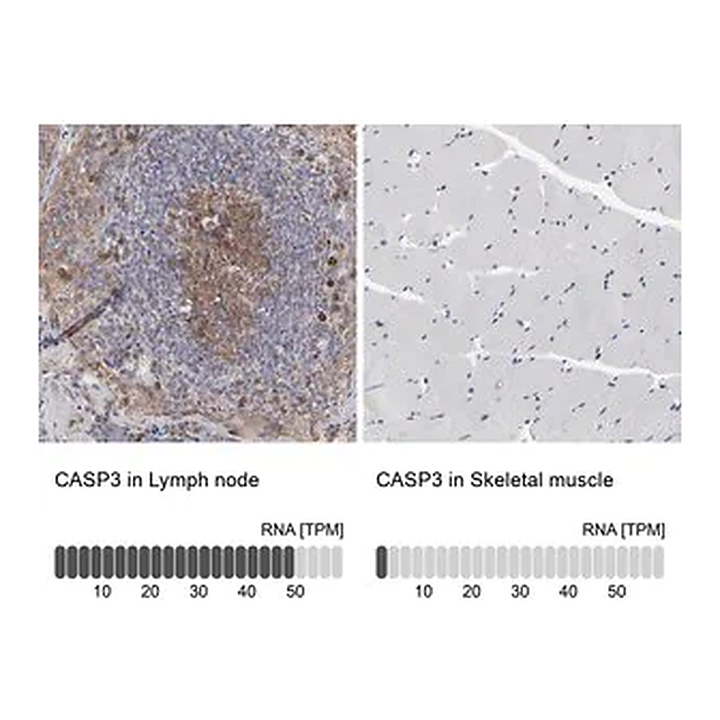 Merck Anti-CASP3 antibody produced in rabbit
