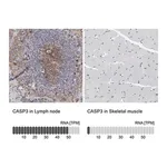 Merck Anti-CASP3 antibody produced in rabbit