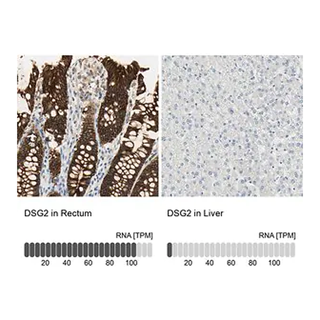 Merck Anti-DSG2 antibody produced in rabbit