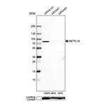Merck Anti-METTL16 antibody produced in rabbit
