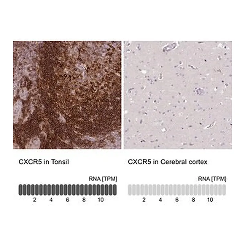 Merck Anti-CXCR5 antibody produced in rabbit