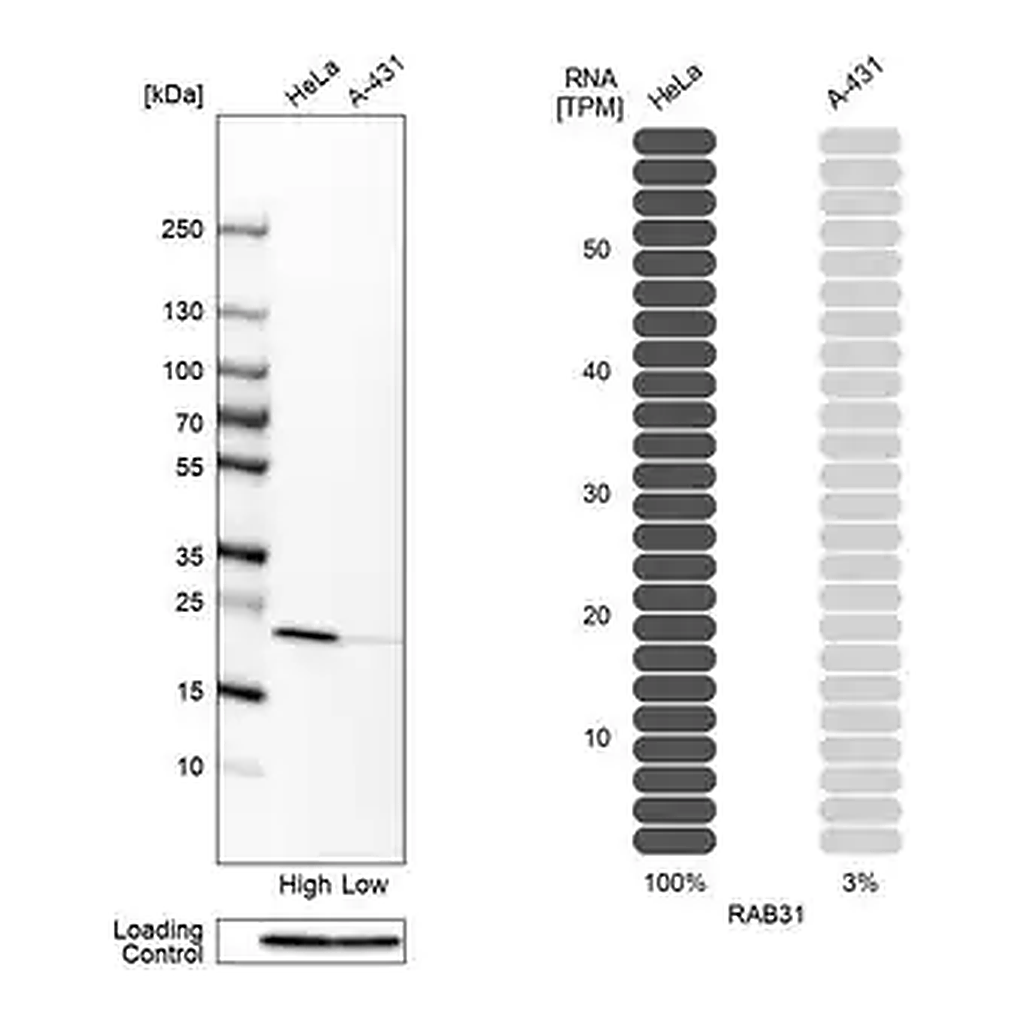 Merck Anti-RAB31 antibody produced in rabbit