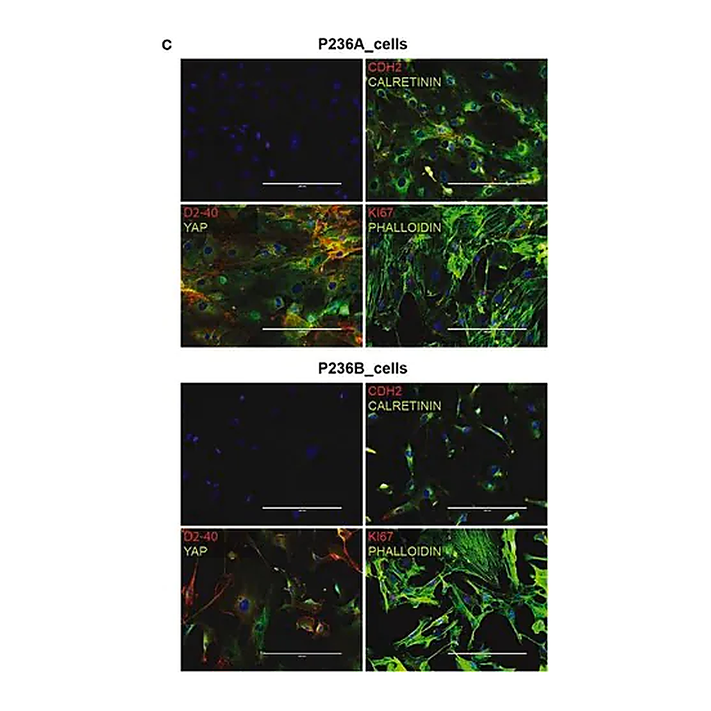 Merck Anti-CALB2 antibody produced in rabbit