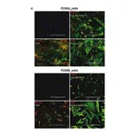Merck Anti-CALB2 antibody produced in rabbit