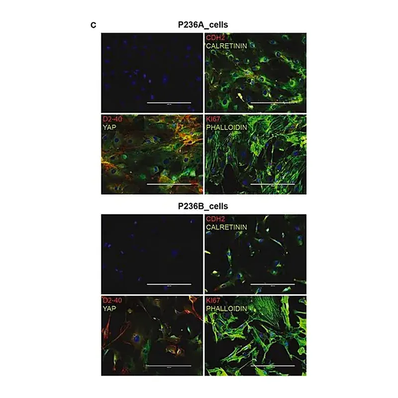 Merck Anti-CALB2 antibody produced in rabbit