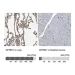 Merck Anti-SPTBN1 antibody produced in rabbit