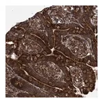 Merck Anti-TNFRSF10B antibody produced in rabbit